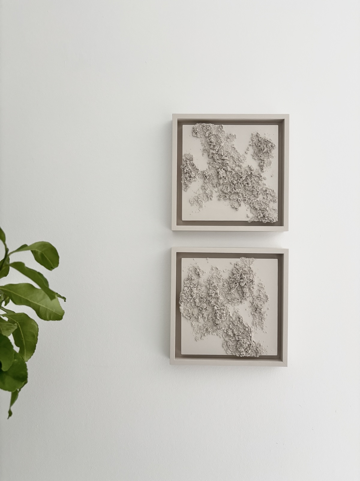 Zwei quadratische Reliefbilder mit plastischer Struktur an der Wand, mit Ficus im Vordergrund